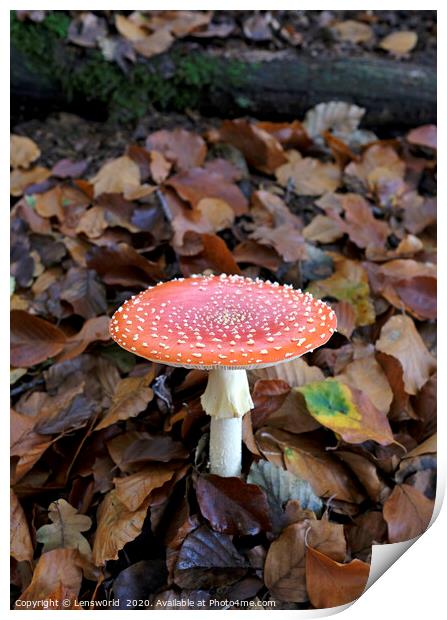 Fly agaric growing from the forest floor Print by Lensw0rld 