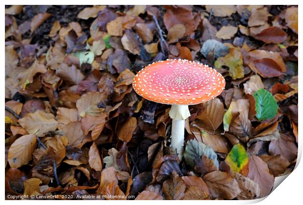 Fly agaric growing from the forest floor Print by Lensw0rld 