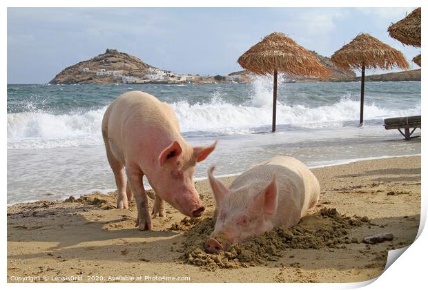 Two pigs lying at a beach on Mykonos Print by Lensw0rld 