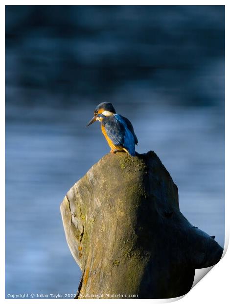 Kingfisher Print by Jules Taylor