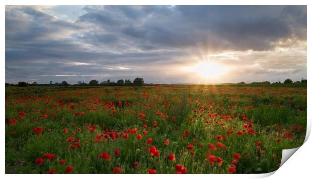 Poppies at Sunset Print by Jules Taylor