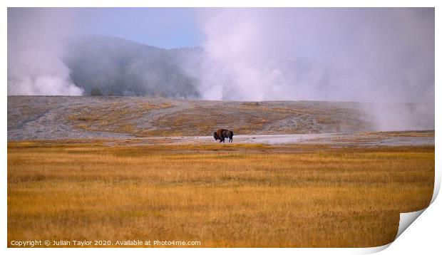 Fighting to Survive, Yellowstone National Park Print by Jules Taylor