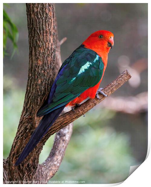 King Parrot Print by Paul W. Kerr