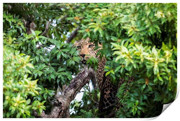 Leopard in a tree Print by Paul W. Kerr