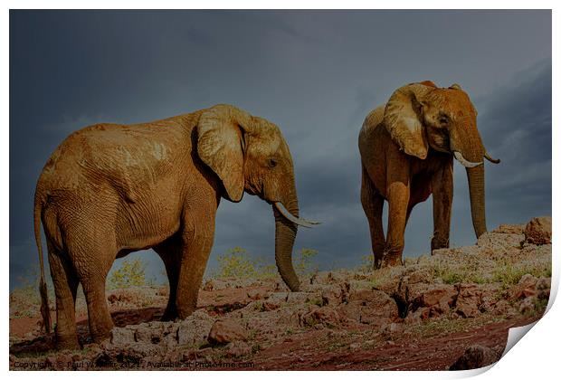 Elephants on the shores of Lake Kariba, Zimbabwe Print by Paul W. Kerr
