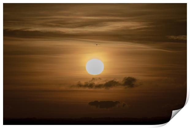 The Sunset Gull Print by David Wilson