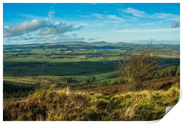 The Coquet valley Print by David Wilson