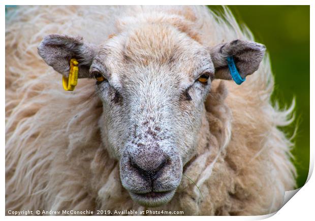 What ewe looking at.....? Print by Andrew McConochie