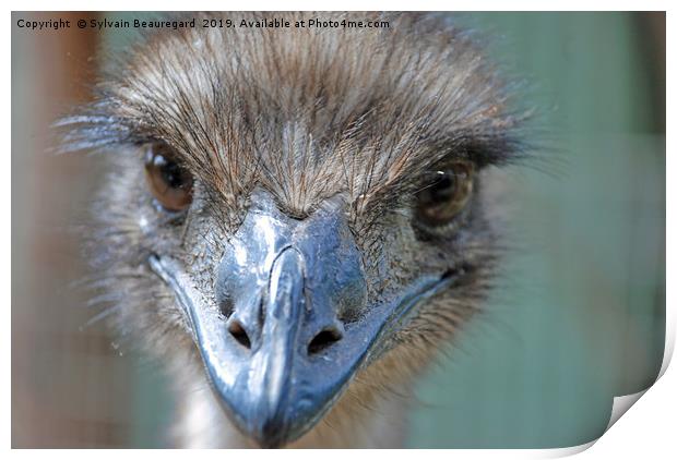 Emu real close-up Print by Sylvain Beauregard
