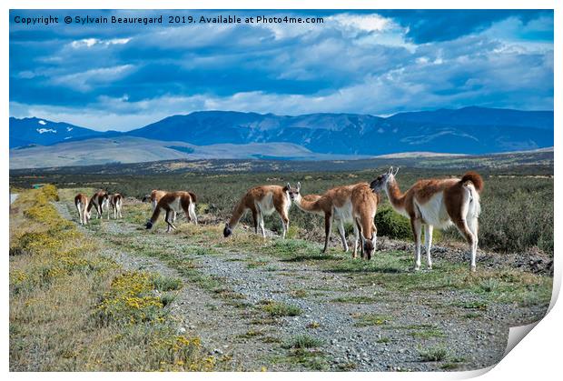 Wild alpacas in Argentina country Print by Sylvain Beauregard