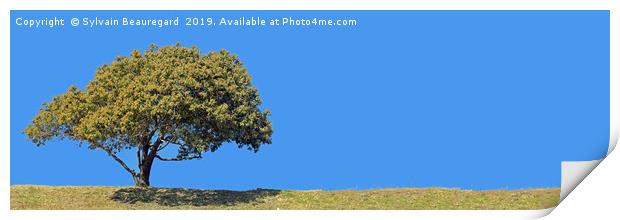 Lonely tree, panorama, left side, 3:1 Print by Sylvain Beauregard