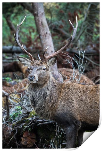 Portrait of Stag in Glen Coe, Scottish Highlands Print by Callum Laird