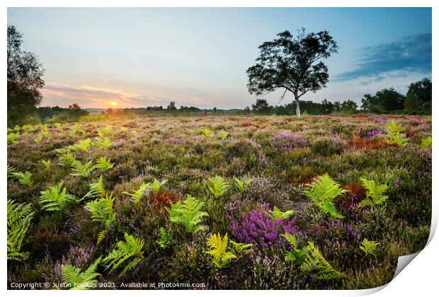 Heather and ferns, New Forest National Park Print by Justin Foulkes