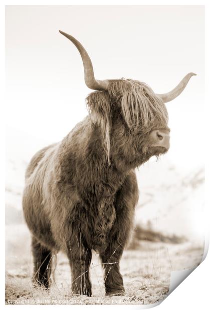 Highland cow, Glen Nevis, Scotland Print by Justin Foulkes