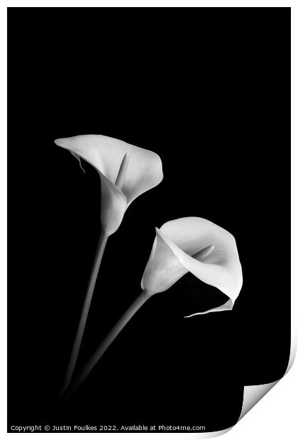 Arum Lilies Print by Justin Foulkes
