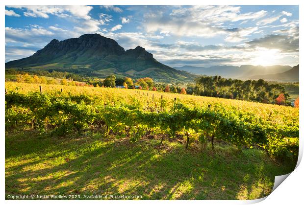 Vineyards, Stellenbosch, Cape Town, South Africa Print by Justin Foulkes