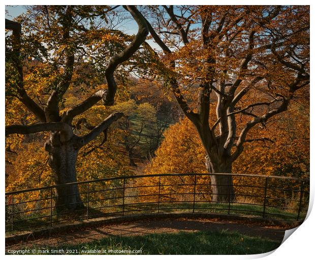 autumnal trees, greenwich park Print by mark Smith