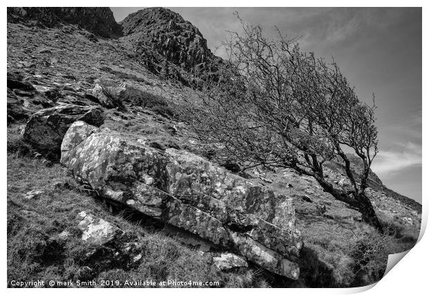 Weather Beaten Tree, Co. Kerry Print by mark Smith