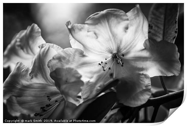 Sunlight Through Rhododendrons Print by mark Smith