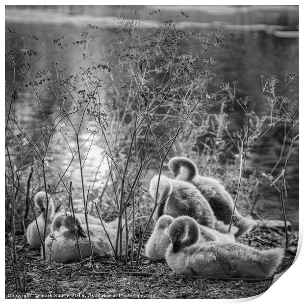 London Cygnets Print by mark Smith