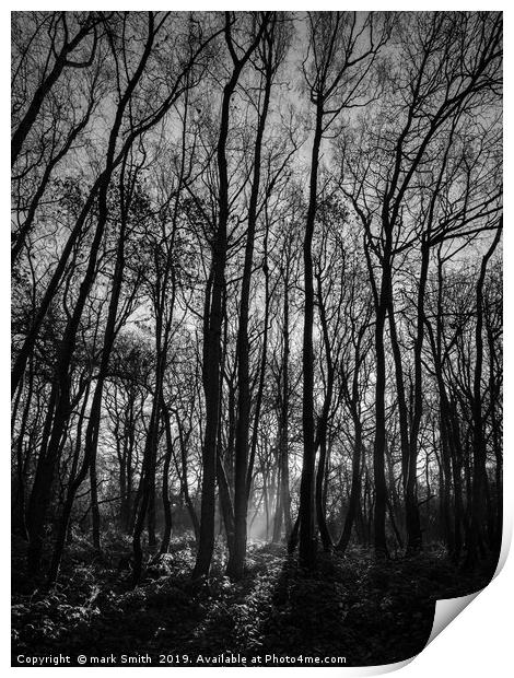 Winter Woodland Print by mark Smith