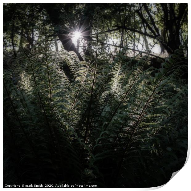 Sunlit Ferns Print by mark Smith