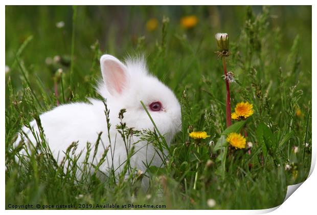 cute white dwarf bunny Print by goce risteski