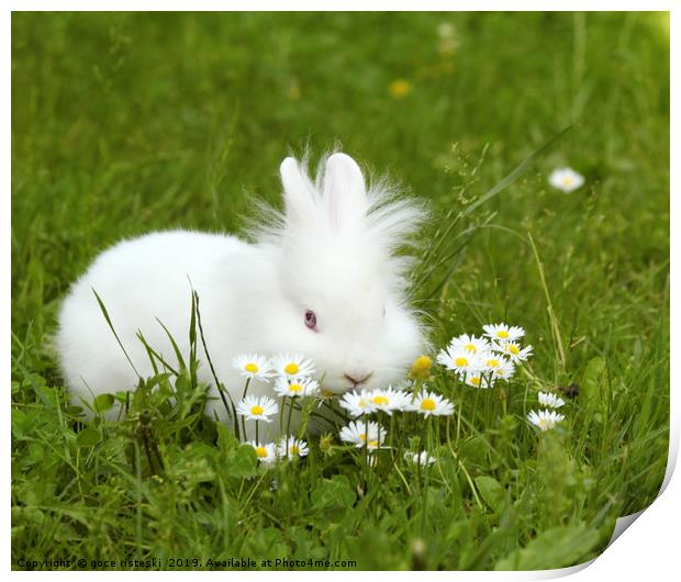 white dwarf bunny pet Print by goce risteski