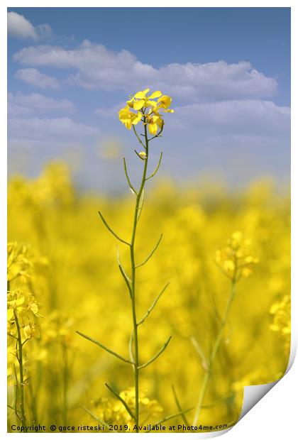 yellow flowers and blue sky summer scene Print by goce risteski