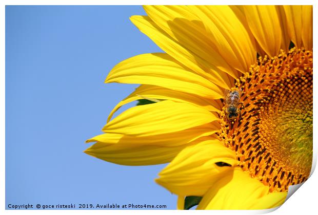 bee on sunflower summer season Print by goce risteski