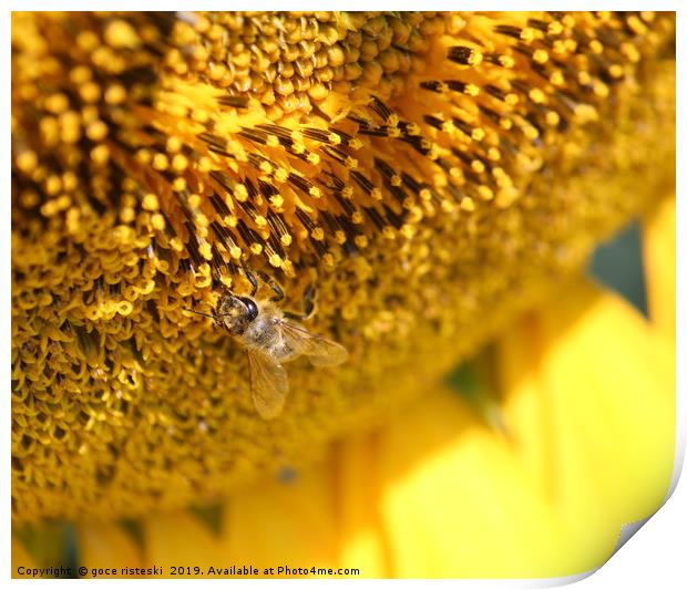 bee on sunflower macro shot Print by goce risteski