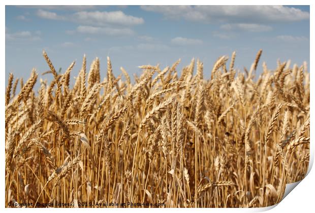 golden wheat and blue sky summer scene Print by goce risteski