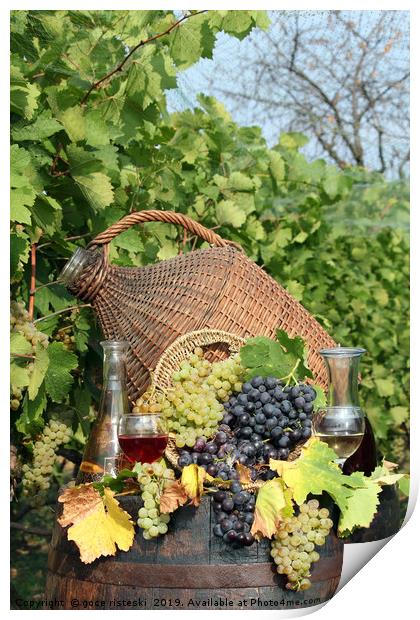 vineyard grape and wine Print by goce risteski