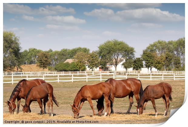 brown horses farm scene Print by goce risteski