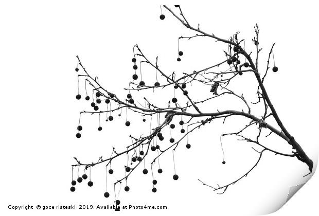 platan tree branch black and white  Print by goce risteski