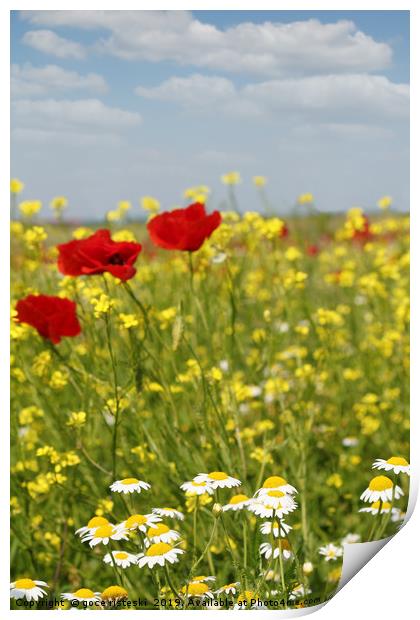 chamomile and poppy flowers meadow Print by goce risteski