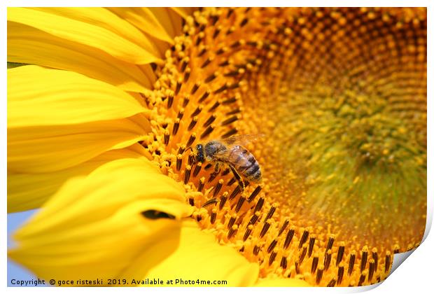bee on sunflower summer nature scene Print by goce risteski