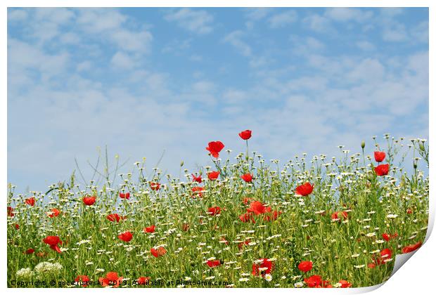 wild flowers meadow and blue sky Print by goce risteski