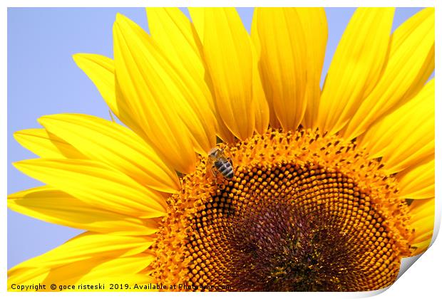 bee on sunflower close up Print by goce risteski