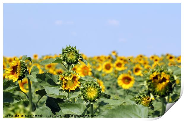 sunflower field summer season landscape Print by goce risteski