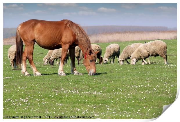 farm animals horse and sheep Print by goce risteski