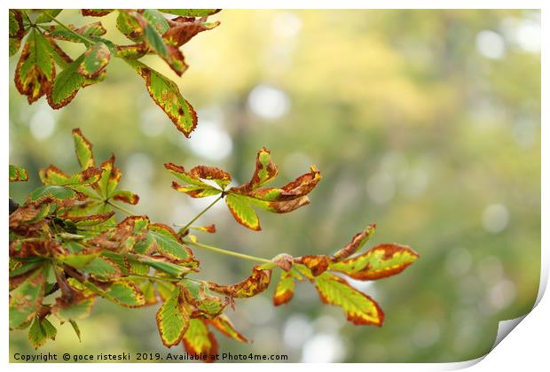 colorful autumn leaves nature background  Print by goce risteski
