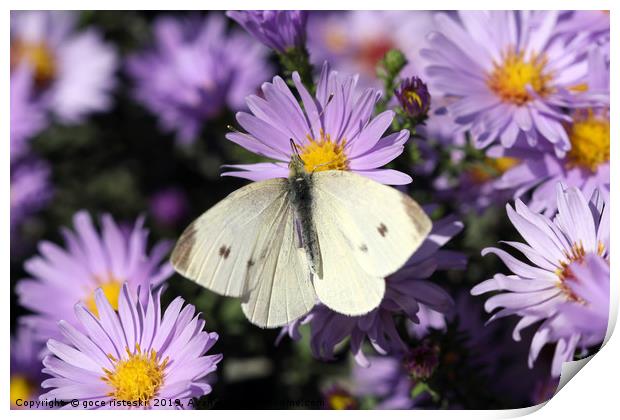 white butterfly on flower macro Print by goce risteski