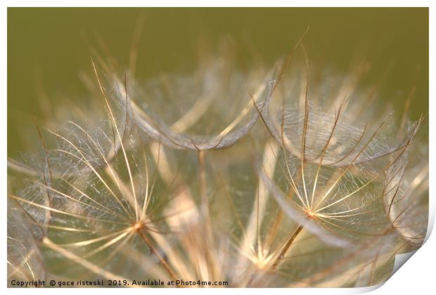 dandelion close up nature background  Print by goce risteski