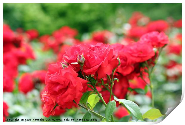 red roses flower garden spring season Print by goce risteski