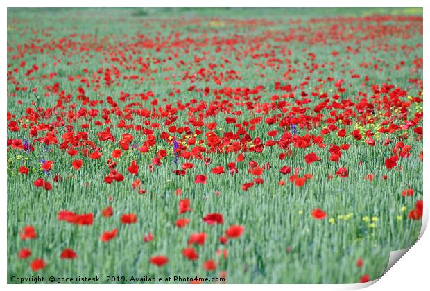 poppy red flower and green wheat spring season Print by goce risteski