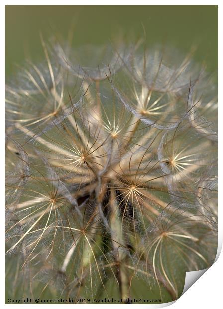 dandelion close up spring season Print by goce risteski