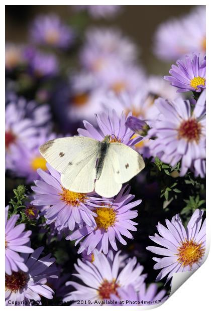 butterfly on flower close up spring season Print by goce risteski