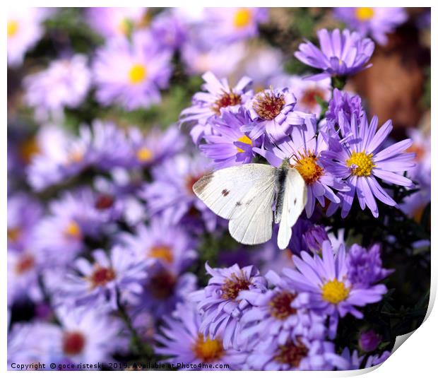 butterfly on flower nature background  Print by goce risteski