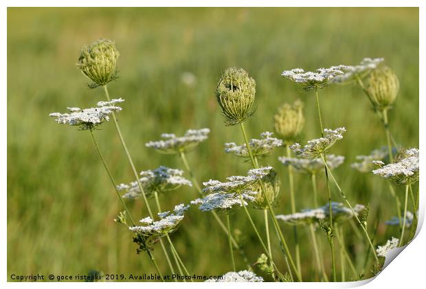 wild flowers meadow spring season Print by goce risteski